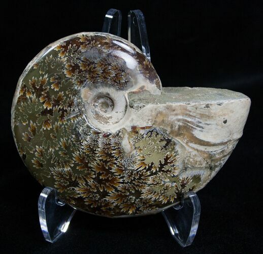 Inch Polished Ammonite From Madagascar #2249